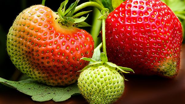 Erdbeeren aus Deutschland im November 2018 Erdbeeren aus Deutschland im November 2018