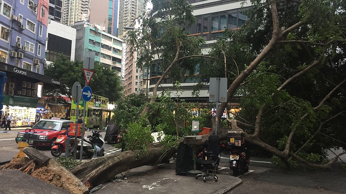 Hong Kong süper tayfun Mangkhut'un yıktığı on binlerce ağacı tartışıyor