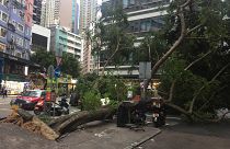 Hong Kong süper tayfun Mangkhut'un yıktığı on binlerce ağacı tartışıyor