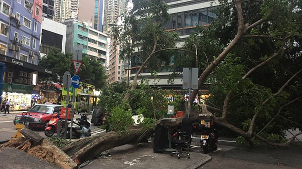 Hong Kong süper tayfun Mangkhut'un yıktığı on binlerce ağacı tartışıyor Hong Kong süper tayfun Mangkhut'un yıktığı on binlerce ağacı tartışıyor