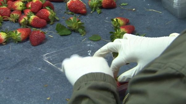 Avustralya'da çileklere iğne yerleştiren zanlıya yedi ayrı suçlama Avustralya'da çileklere iğne yerleştiren zanlıya yedi ayrı suçlama