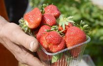 50χρονη συνελήφθη για τις βελόνες στις φράουλες