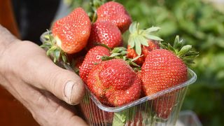 50χρονη συνελήφθη για τις βελόνες στις φράουλες