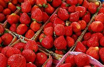Nadeln in Erdbeeren gesteckt: 50-jährige Australierin angeklagt