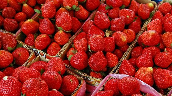 Nadeln in Erdbeeren gesteckt: 50-jährige Australierin angeklagt Nadeln in Erdbeeren gesteckt: 50-jährige Australierin angeklagt