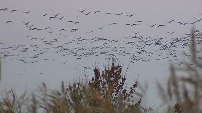 شاهد: طيور الغرنوق المهاجرة تحلق بأعداد قياسية فوق سماء المجر