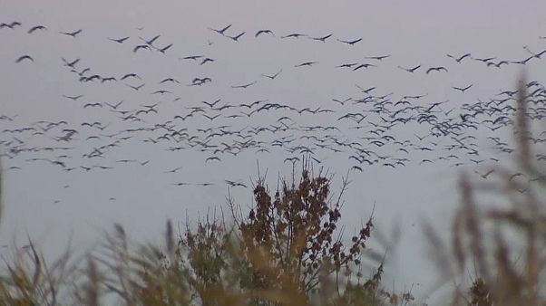 Récord de aves migratorias en Hungría Récord de aves migratorias en Hungría
