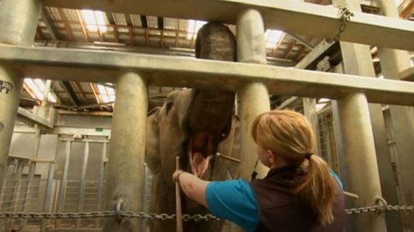 The new techniques will make cleaning the elephants' teeth easier The new techniques will make cleaning the elephants' teeth easier