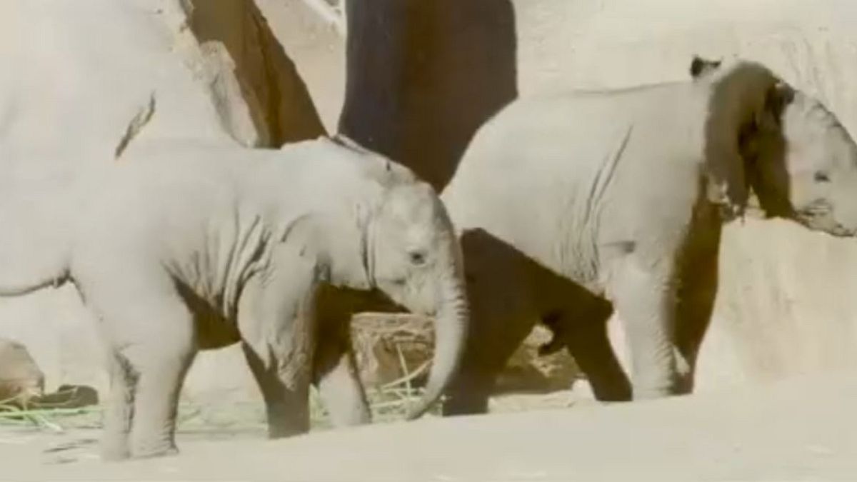 Elefantes bebés brincam no Zoo de San Diego