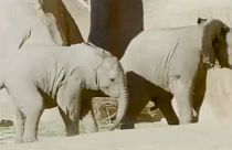 شاهد: صغيرا فيلة يلعبان في حديقة حيوان بكاليفورنيا