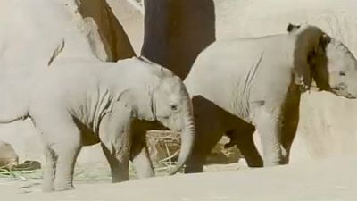 Dos bebés elefante juegan en el zoo de San Diego