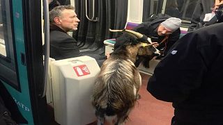 Commuters were stunned to see they were sharing a carriage with a goat