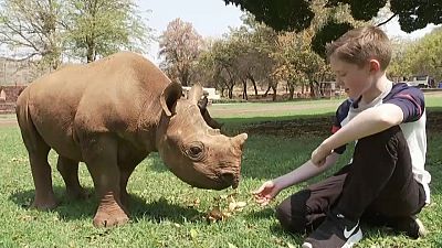 Menino toma conta de rinocerontes órfãos