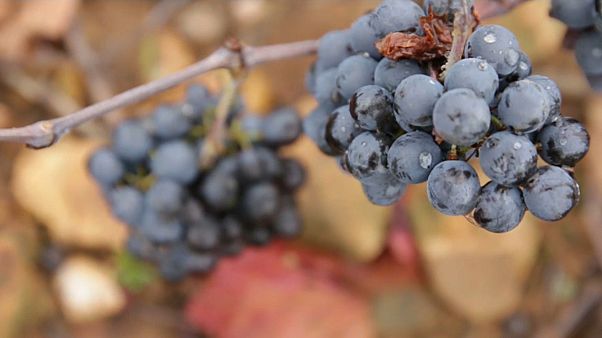 O regresso exuberante do vinho Beaujolais Nouveau O regresso exuberante do vinho Beaujolais Nouveau
