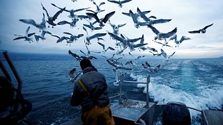 EU states putting threatened marine species at risk, environmental groups claim