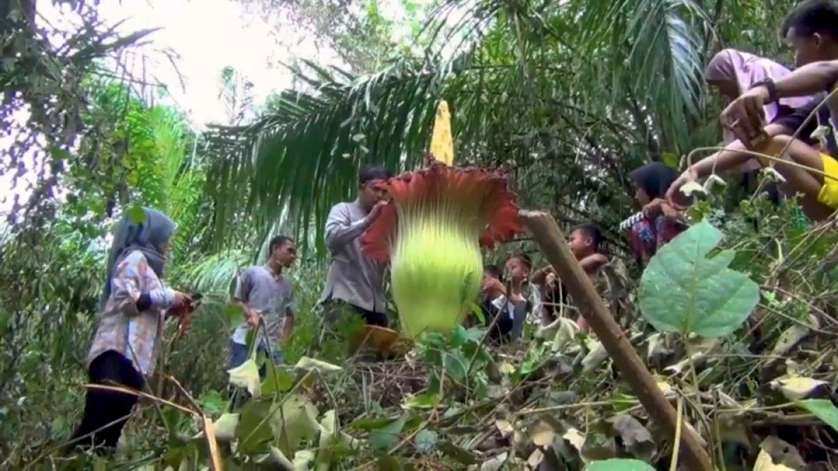 Giant 'corpse flower' blooms at Indonesia farm