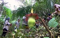 Dünyanın en nadir bitkilerinden 'ceset çiçeği' Endonezya'da açtı