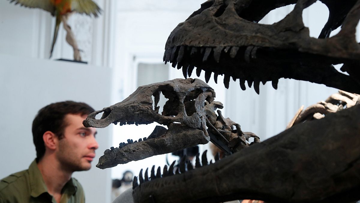 Fósseis de dinossauros vão a leilão