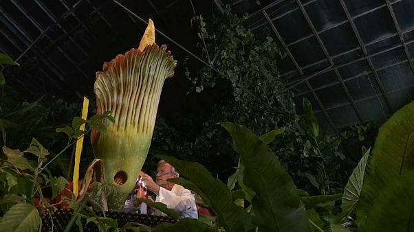 La flor cadáver en peligro de extinción La flor cadáver en peligro de extinción