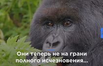 Горных горилл "повысили" до "животных, находящихся в опасности"