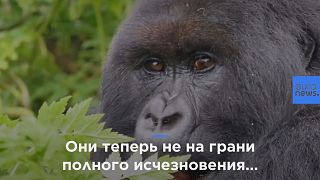 Горных горилл "повысили" до "животных, находящихся в опасности"