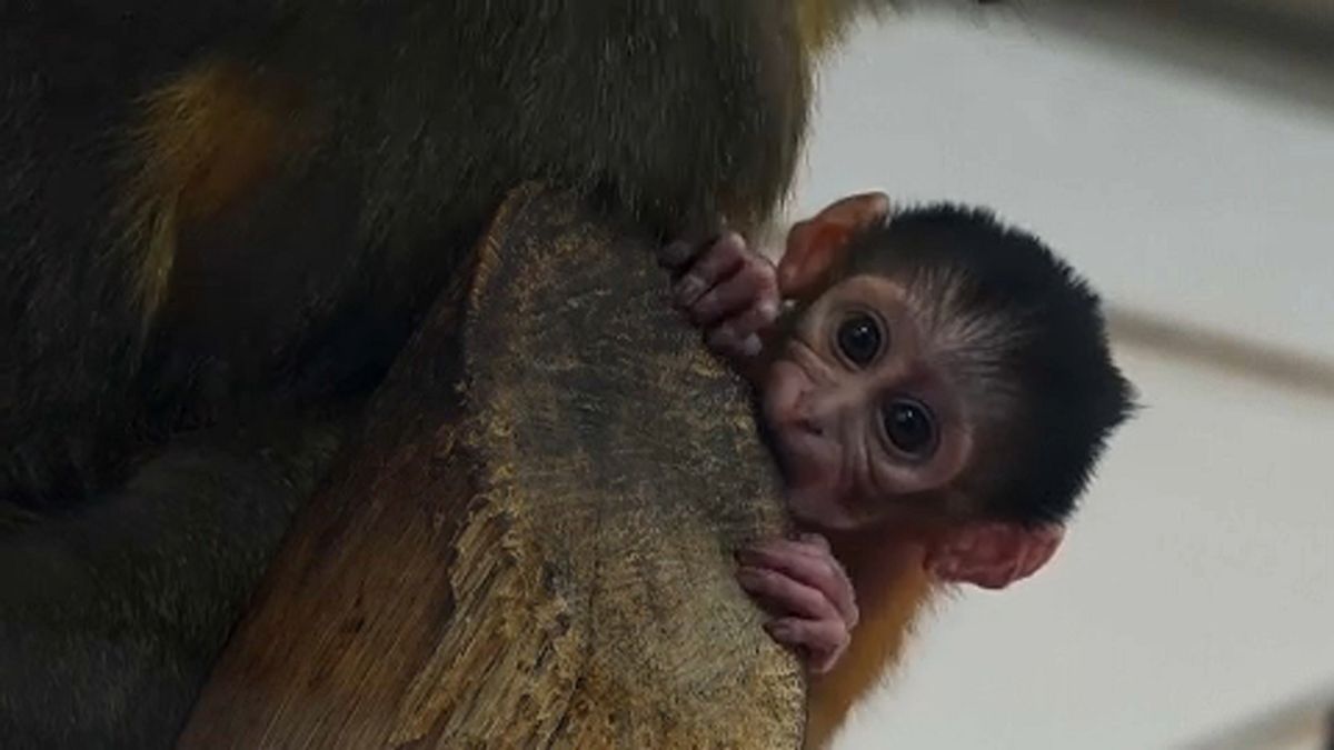 Seltenes Affenbaby in Budapester Zoo geboren