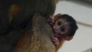 مجارستان؛ تولد میمون مانگابی نادر در باغ وحش بوداپست