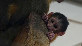 Ritka kismajom született a budapesti állatkertben
