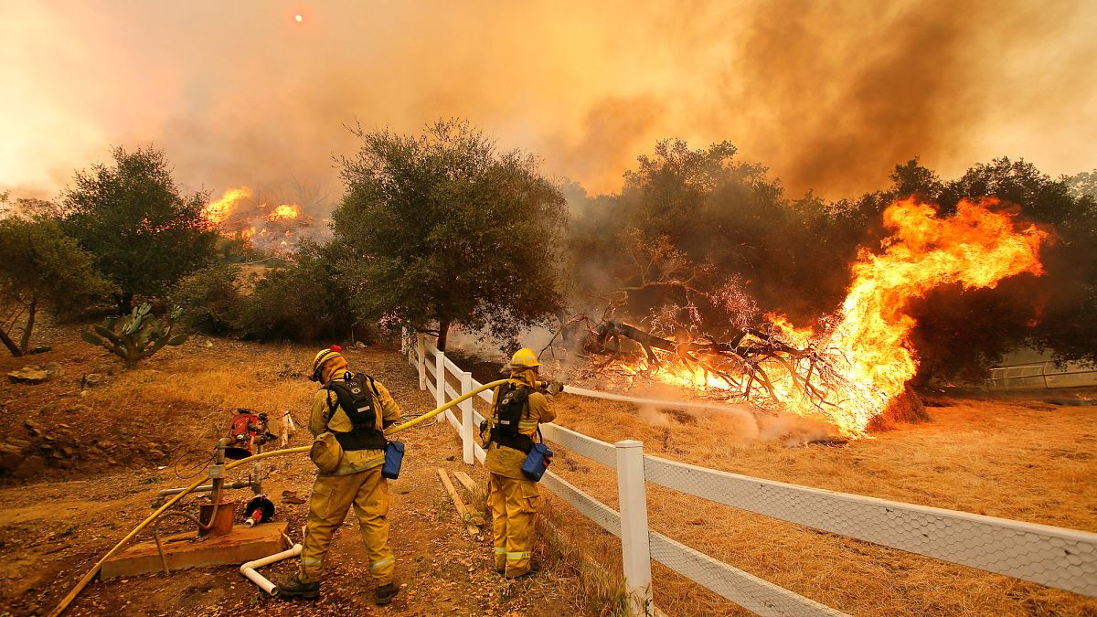 Kaliforniya'da orman yangınlarının sayısı neden artıyor? 