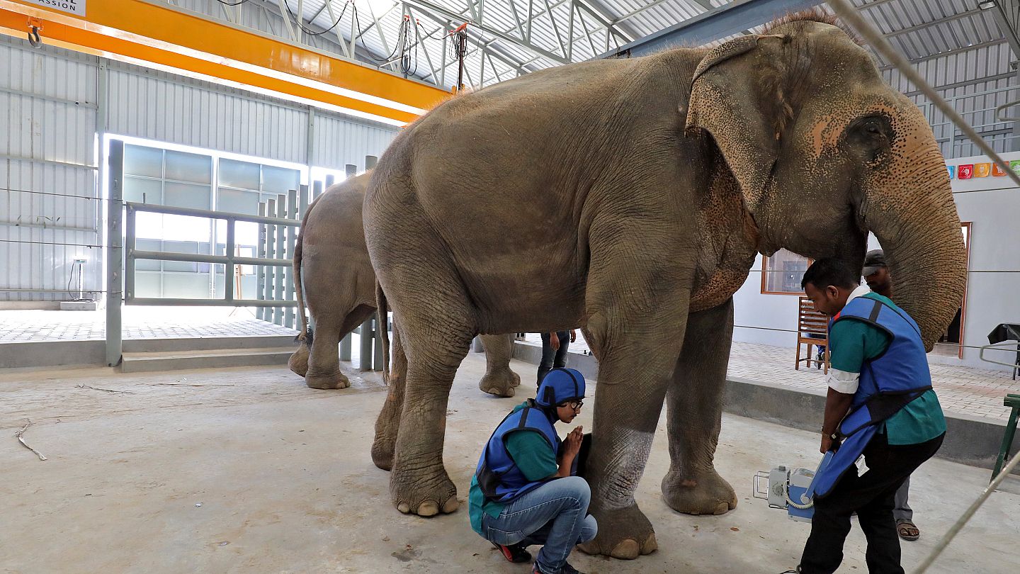Video, Hindistan'ın ilk fil hastanesi açıldı