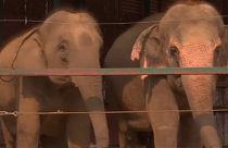 Hindistan’da artık fillerin de hastanesi oldu 