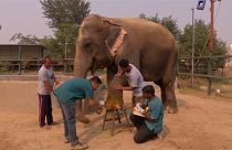 Elefántkórház Indiában