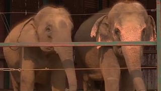 Hindistan’da artık fillerin de hastanesi oldu 