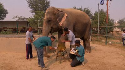 Elefántkórház Indiában