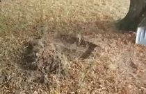 Ellopott Picasso-képet találhattak elásva