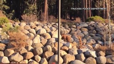 California police reunite mother bear with her cub