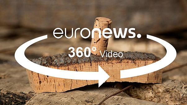 360 fokos videó - honnan jön a parafa? 360 fokos videó - honnan jön a parafa?