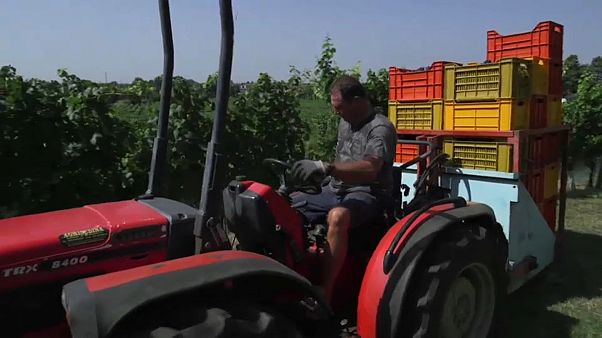 Etichette vino: l'Ue rettifica Etichette vino: l'Ue rettifica