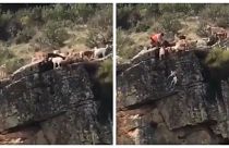 Caccia: cani e cervo precipitano da un dirupo, sdegno in Spagna