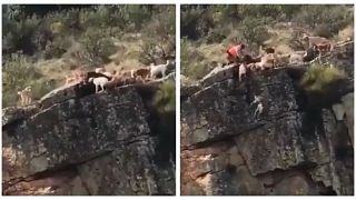 Caccia: cani e cervo precipitano da un dirupo, sdegno in Spagna