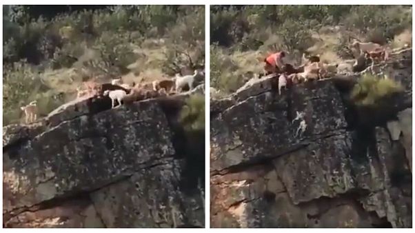Caccia: cani e cervo precipitano da un dirupo, sdegno in Spagna Caccia: cani e cervo precipitano da un dirupo, sdegno in Spagna