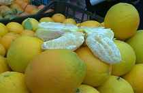 قد لا تصدق.. ورود وحمضيات ونعناع في صحراء الجزائر