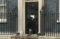 Downing Street cat alone in the rain