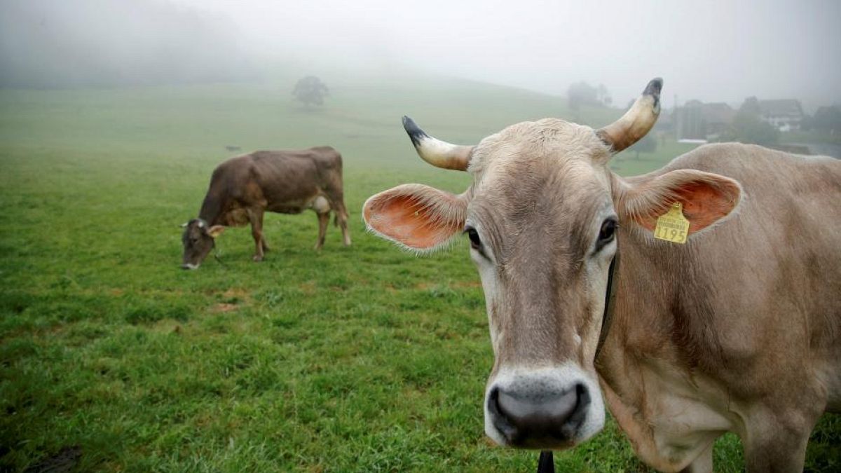 İsviçreli çiftçi Armin Capaul, ineklerin boynuzlarının kesilmesine karşı
