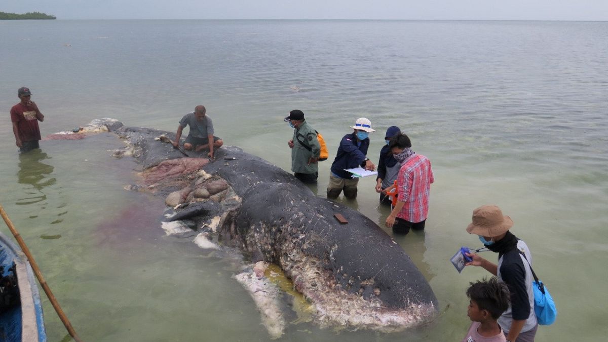 ۱۵ کیلو پلاستیک از معده نهنگ مرده در اندونزی کشف شد