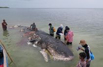 Hallada una ballena muerta con quince kilos de plástico en su estómago