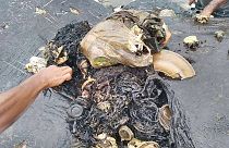 Csaknem hat kiló műanyagot találtak egy elpusztult bálna gyomrában