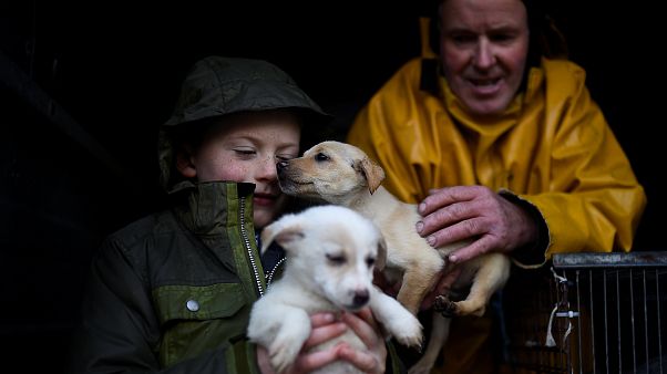 Tratta di cuccioli, sgominata banda internazionale Tratta di cuccioli, sgominata banda internazionale