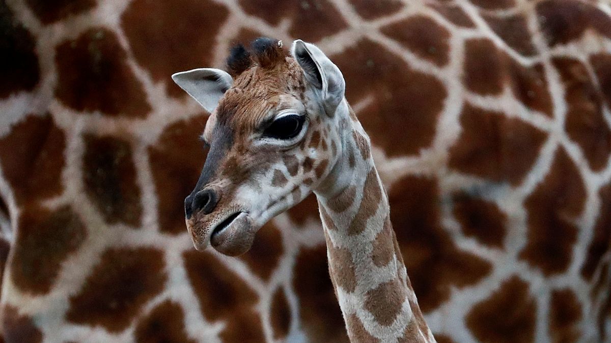 Baby giraffe Ella warming hearts at Berlin Zoo