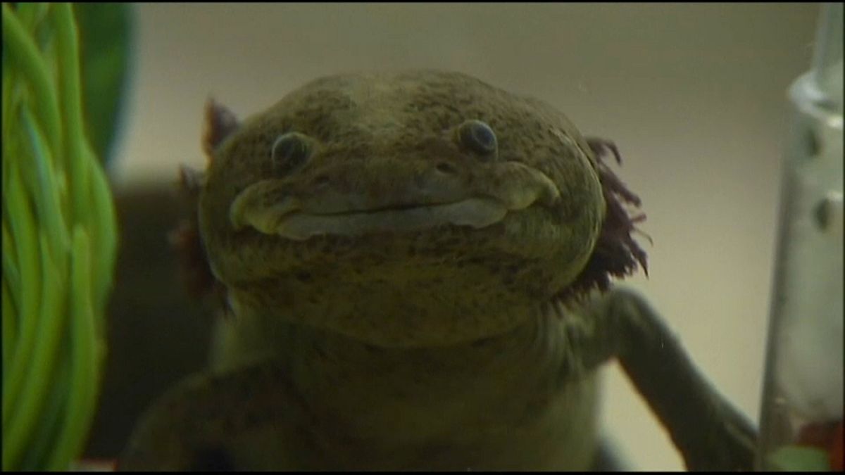 El axolote, una salamandra mágica en vías de extinción